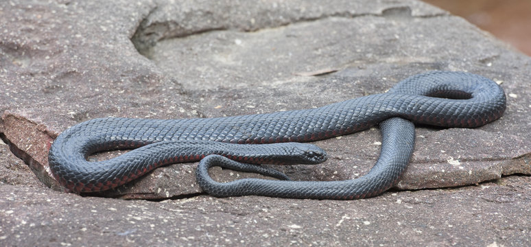 Australian  red bellied black snake