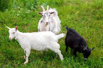 Obraz premium Goats