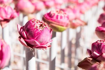 Beautiful lotus flower