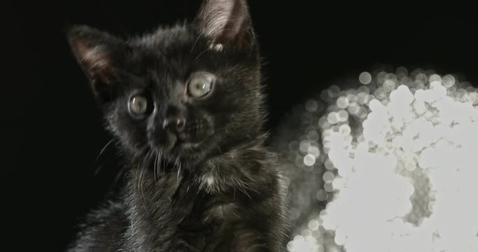 Black baby cat with green eyes on halloween background