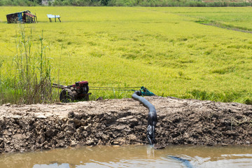 Rice field with pump in the canal.