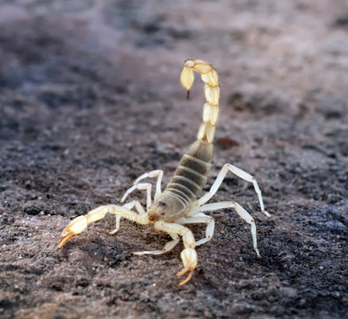 Hadrurus arizonensis, the giant desert hairy scorpion, giant hairy scorpion, or Arizona Desert hairy scorpion in a threatening pose