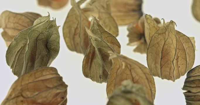 Cape gooseberry physalis 