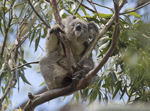 Koala resting at the top of an Australian gum tree.