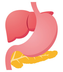 臓器　肝臓　膵臓　胃