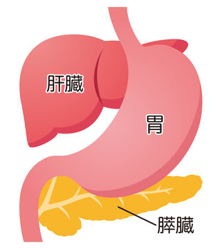 64 Best 人体解剖図 Images Stock Photos Vectors Adobe Stock