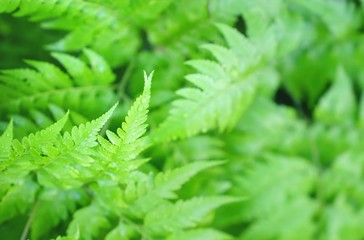 Beautiful green fern leaves, natural fresh fern background with water drops.