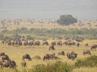 Fototapeta na wymiar Wildebeest Migration
