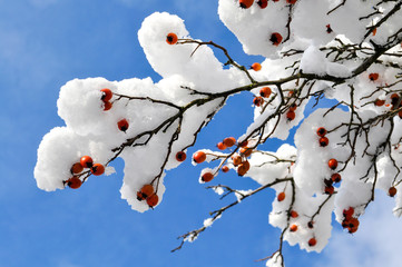 rote Winterfrüchte auf tief verschneiten Baum in Göhren auf Rügen