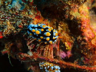 True sea slug