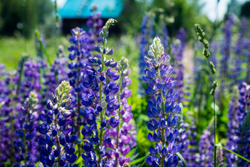 Obraz premium Lupine flowers different colors on the field. Selective focus.
