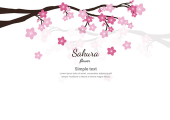 Cherry blossom flowers background. Sakura  pink flowers  background.
