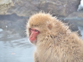 Portrait of a Japanese macaque (snow monkey) in hot spring onsen at Jigokudani Monkey Park in Nagano Prefecture, Japan.