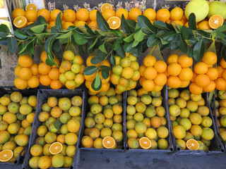 Freshly picked Oranges