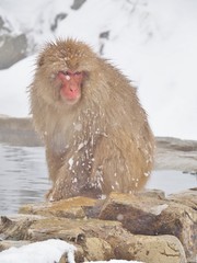 Fototapeta premium Portrait of a Japanese macaque (snow monkey) in hot spring onsen at Jigokudani Monkey Park in Nagano Prefecture, Japan.
