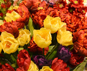 beautiful composition, background of multicolored tulip flowers