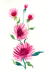 Watercolor wild flower