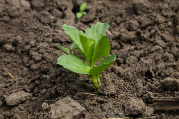 Broad beans seedling in vegetable garden