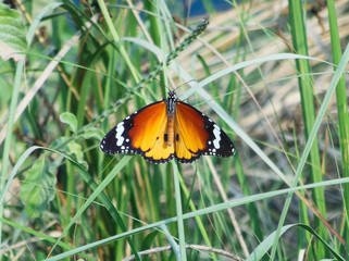 Red Black wing beautiful butterfly sitting on grass