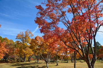 Naklejka premium 秋の楓の林の紅葉