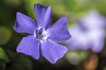 Vinca minor lesser periwinkle flower in bloom, ornamental creeping flowers