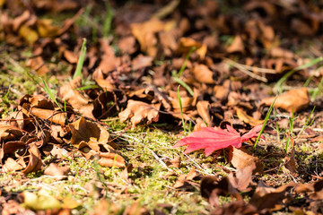 落ち葉