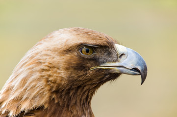 Golden Eagle. Aquila chrysaetos.