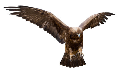 golden eagle, isolated