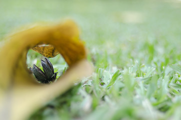 hold of dried leaf on green grass