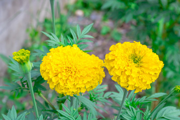 Two Beautiful marigold flowers in the garden.