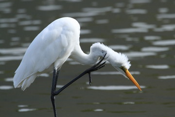 首を掻くダイサギ　Great Egret
