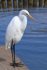ダイサギ　Great Egret