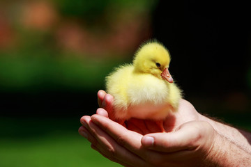 little yellow duckling