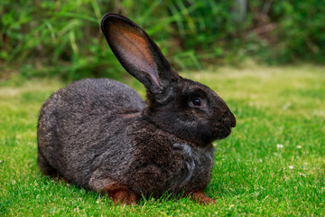the gray rabbit