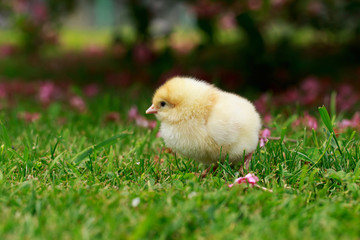 the little chicken