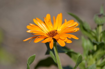 calendula
