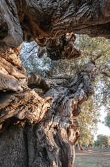 Puglia Ulivo Secolare
