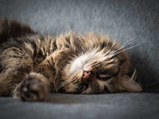 chat dormant