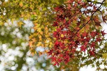 紅葉の風景