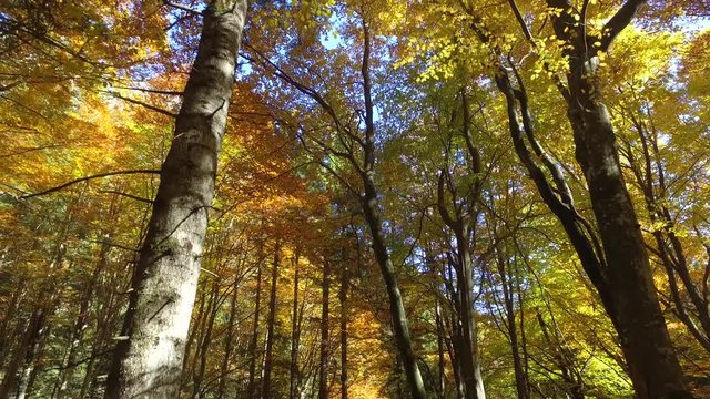 4K - Faggeta in autunno