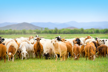 grazing flock of goats and sheep on grassland