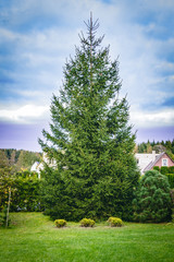 Fototapeta na wymiar One big green high fir