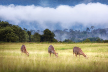 Deer eating grass on meadow in forest with cloud and blue sky background