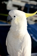 white kakatoo
