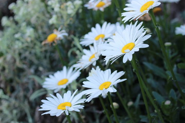 Daisy Flowers