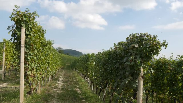 Coltivazioni di uva nelle Langhe per vino Barolo, Dolcetto e Novello