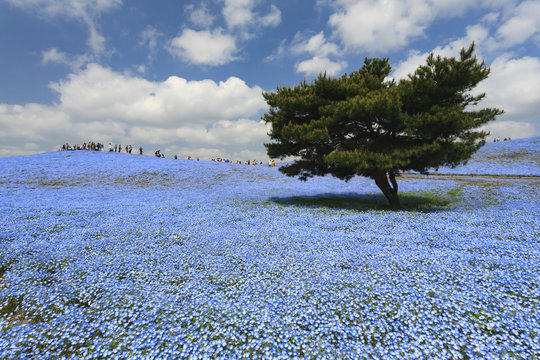 737 Best ひたち海浜公園 ネモフィラ Images Stock Photos Vectors Adobe Stock