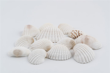 some white shells on a white background	