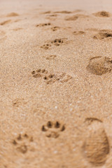 Fototapeta na wymiar Paw prints in the grainy sand of Bells Beach