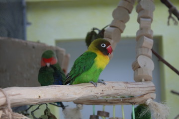 Naklejka premium Wild parrot bird.